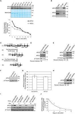 Deletion of a core APC/C component reveals APC/C function in regulating neuronal USP1 levels and morphology